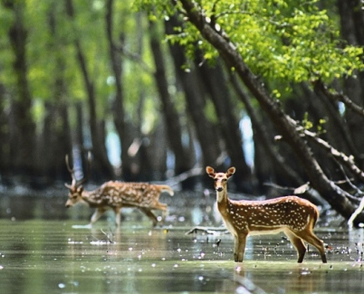weekend Sundarban